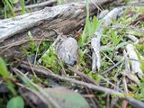 Morchella snyderi image