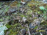 Morchella snyderi image