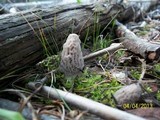 Morchella snyderi image