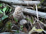 Morchella snyderi image