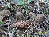 Morchella snyderi image
