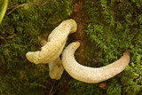 Image of Austrobasidium pehueldeni