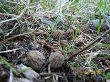 Morchella snyderi image