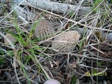 Morchella snyderi image