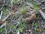 Morchella snyderi image
