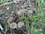 Morchella snyderi image