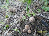 Morchella snyderi image