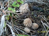 Morchella snyderi image