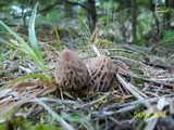 Morchella snyderi image
