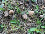 Morchella snyderi image