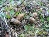 Morchella snyderi image