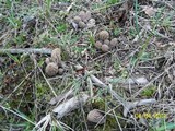 Morchella snyderi image
