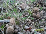 Morchella snyderi image