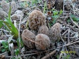 Morchella snyderi image