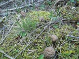 Morchella snyderi image