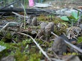 Morchella snyderi image