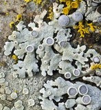 Physcia aipolia image