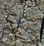 Lecanora conizaeoides image