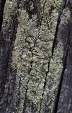 Lecanora conizaeoides image