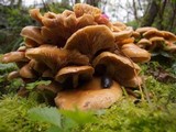 Kuehneromyces mutabilis image