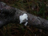 Antrodia ramentacea image