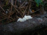 Antrodia ramentacea image