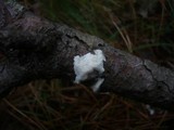 Antrodia ramentacea image