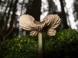 Entoloma holoconiotum image