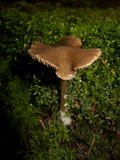 Entoloma holoconiotum image