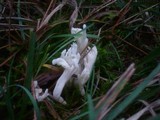 Clavulina rugosa image