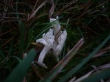 Clavulina rugosa image