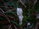 Clavulina rugosa image