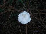 Clitocybe nivea image