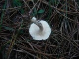 Clitocybe nivea image