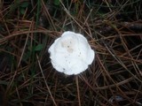 Clitocybe nivea image