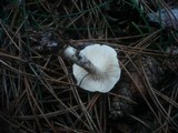 Clitocybe nivea image