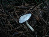 Clitocybe nivea image