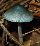 Mycena subcaerulea image