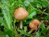 Marasmius oreades image