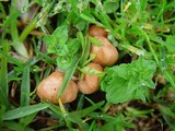 Marasmius oreades image