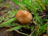 Marasmius oreades image