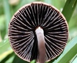 Panaeolus subbalteatus image