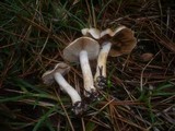 Cortinarius fraudulosus image