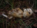 Cortinarius fraudulosus image