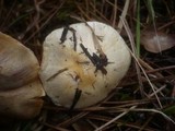 Cortinarius fraudulosus image