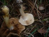 Cortinarius fraudulosus image