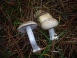 Cortinarius fraudulosus image