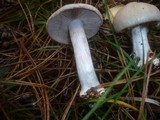 Cortinarius fraudulosus image