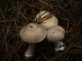 Cortinarius fraudulosus image
