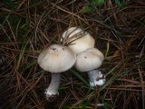 Cortinarius fraudulosus image